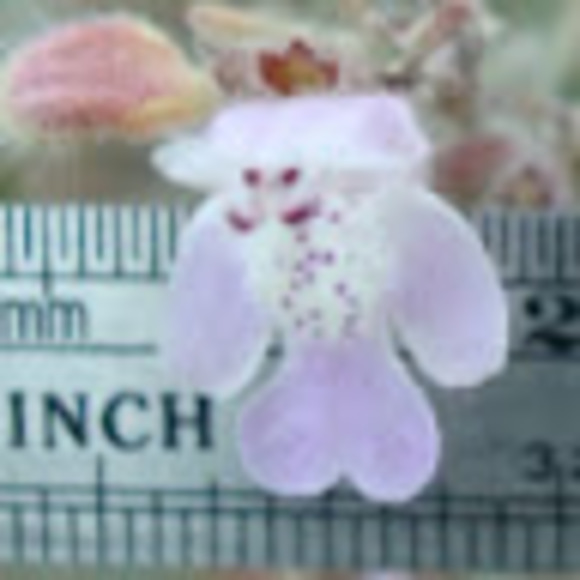 Meet your Posher, Marc - Picture 1 of 1